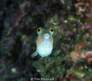This little guy seemed quite curious about the Fuji S2 Pr... by Tim Maynard 